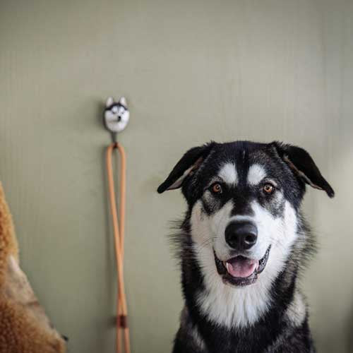Knagg, Håndlaget Sibirsk Husky